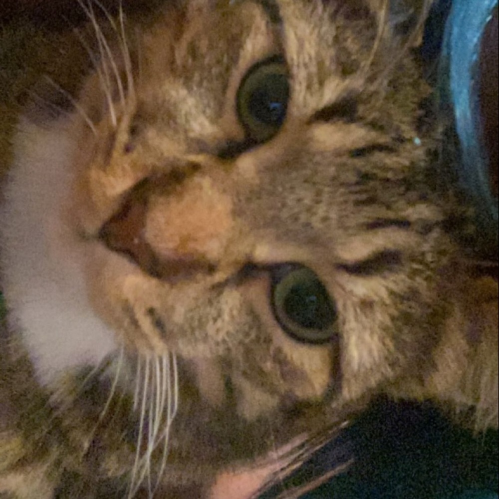 trade post 🐈‍⬛